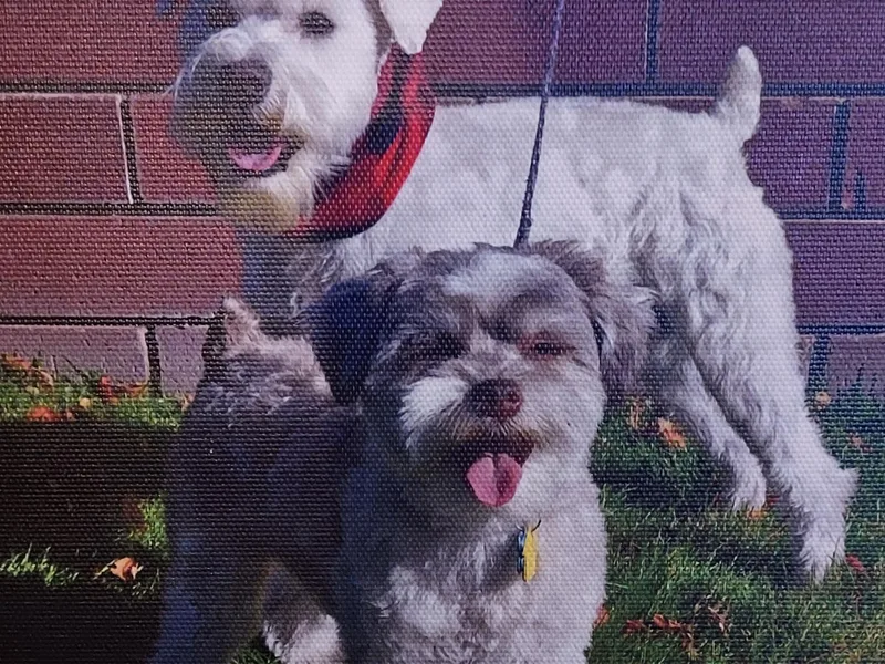 Freeman's Mini Schnauzers