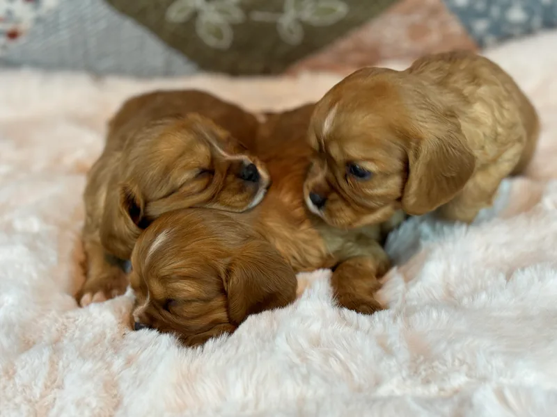 Freeman's Royal Cavaliers