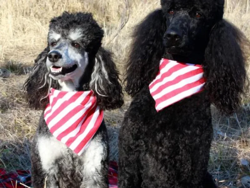 Freeport Poodles