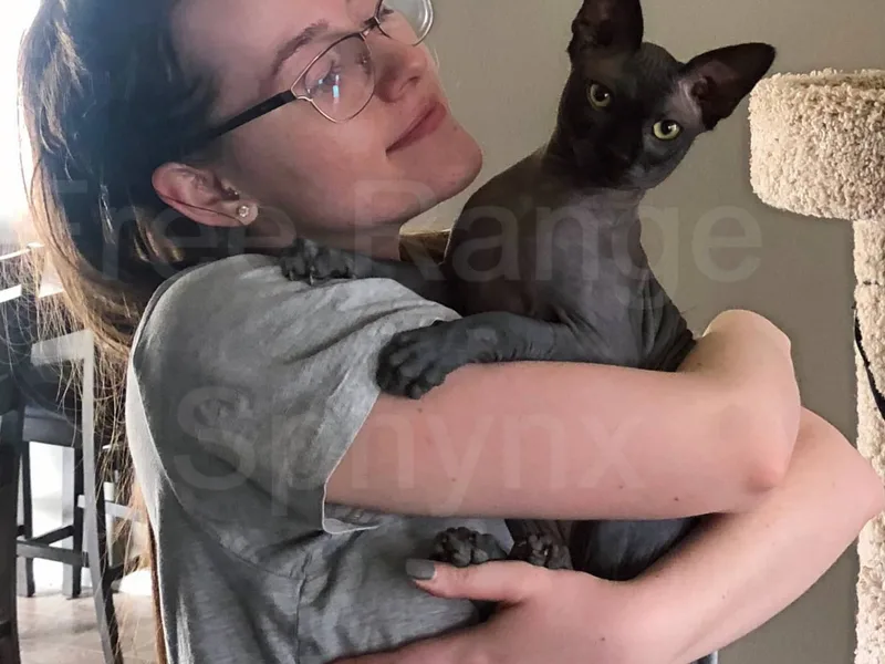 FreeRangeSphynx photo 1