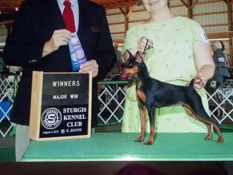 FreeSpirit Miniature Pinschers