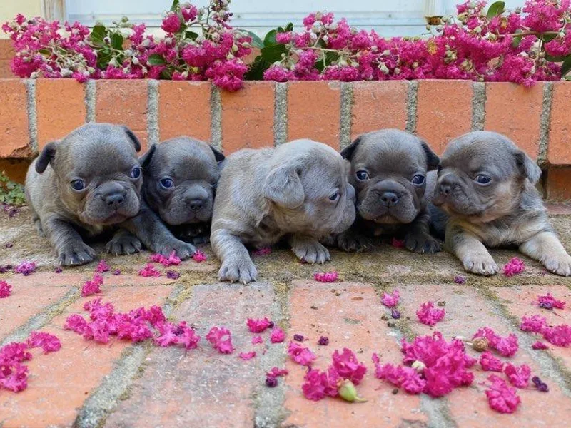 French Bulldog Loco