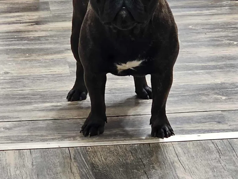 French bulldog Pugs of TN