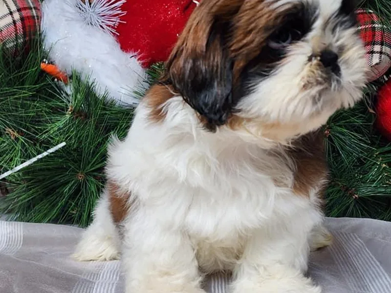 French Bulldogs Planet