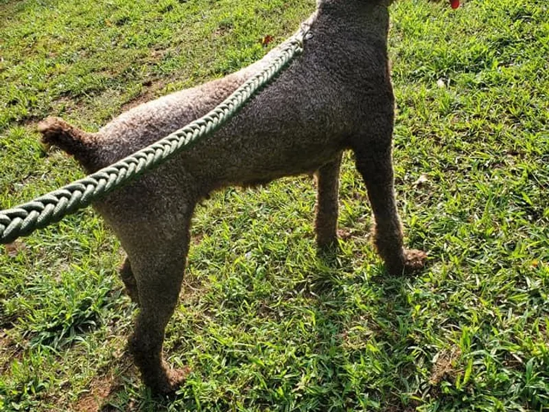 French Pinsch Mi Doodle Kennels