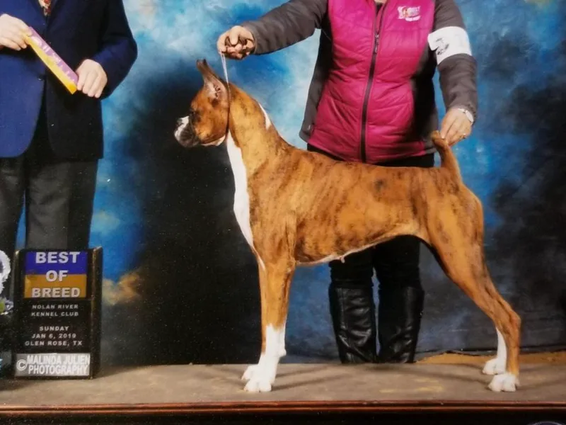 French Quarter Boxers