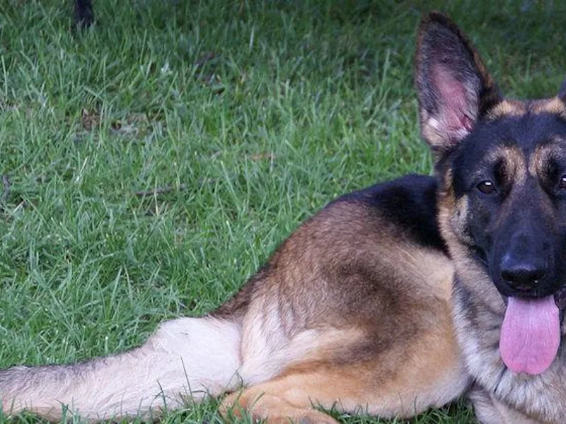 French's German Shepherds