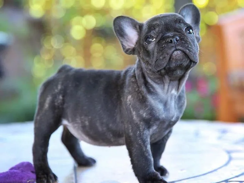FrenchBulldog_AKC