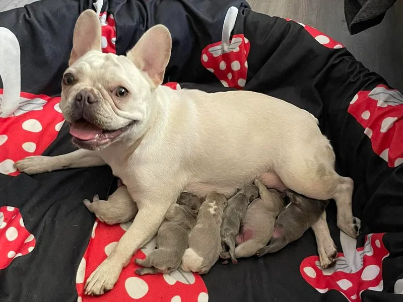 Frenchie Babies NW photo 1
