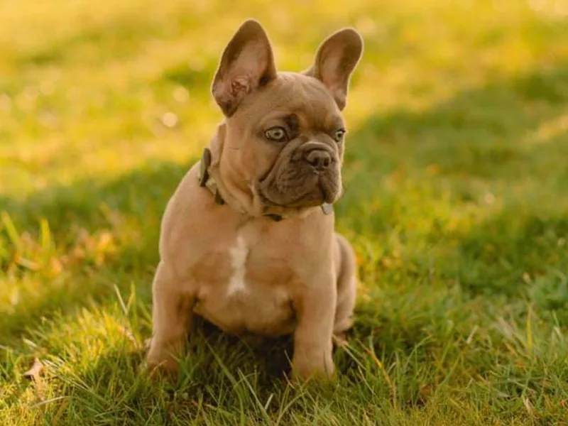 Frenchie Bulldog Kisses