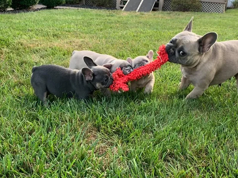 Frenchie Central
