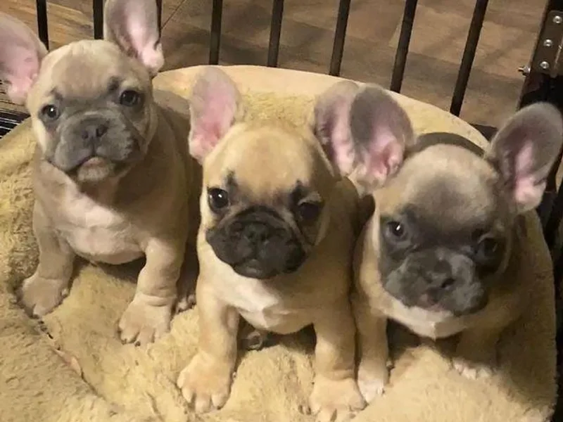 Frenchie Eruption