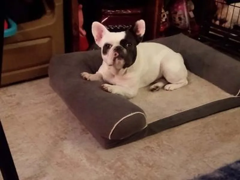 Frenchie Fort photo 1