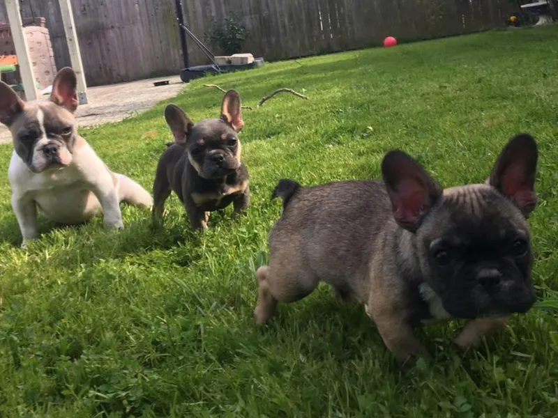 Frenchie Frenzy photo 1