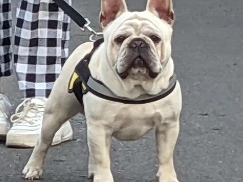 Frenchie House LLC photo 1
