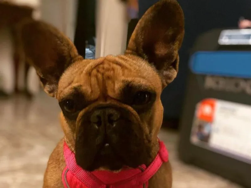 Frenchie.Kreationz photo 1