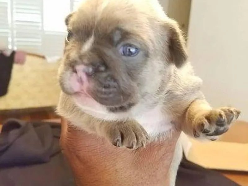Frenchie Luv photo 1
