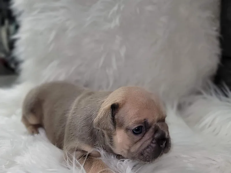 frenchie lyfestyle photo 1