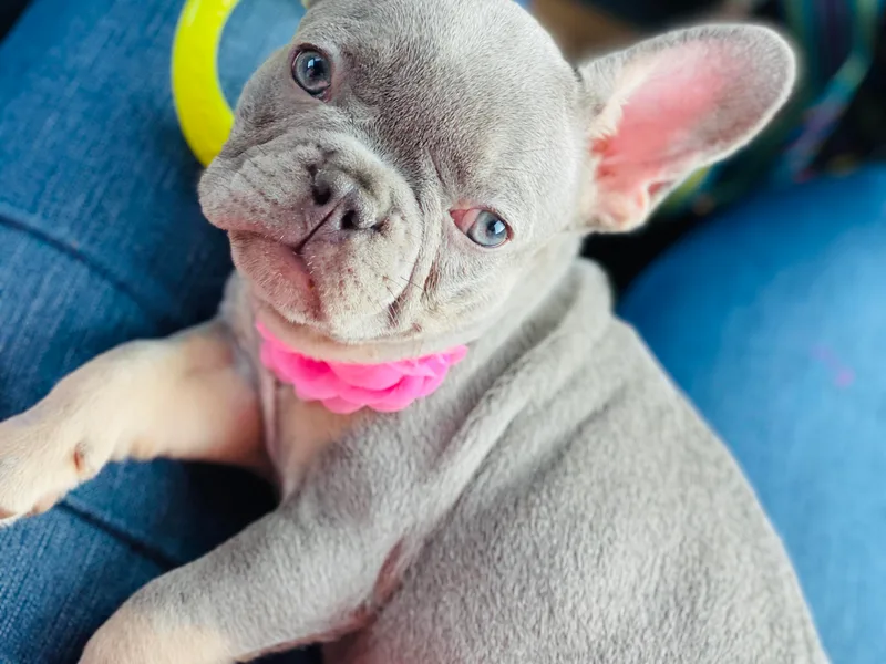 Frenchie Paws photo 1