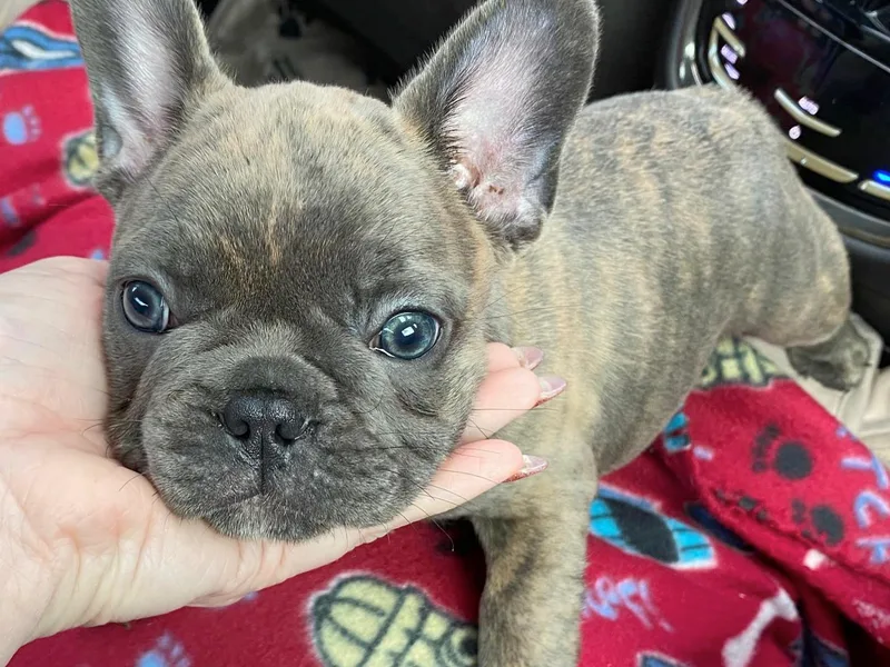 Frenchie Perfection photo 1