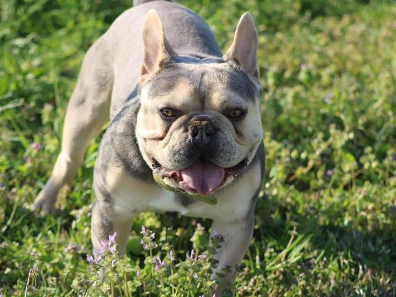 Frenchie’s by Clearview