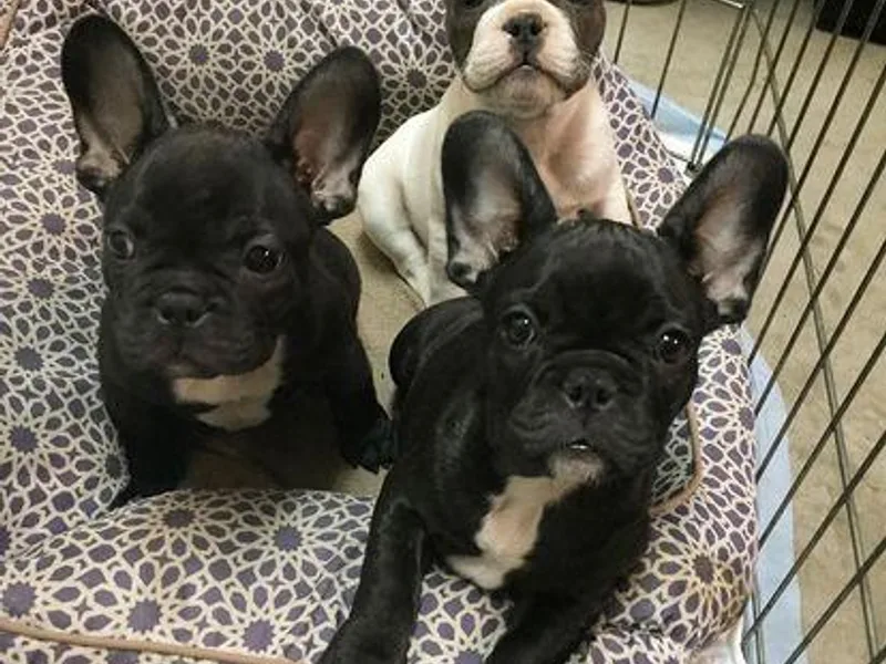 Frenchie Studs photo 1