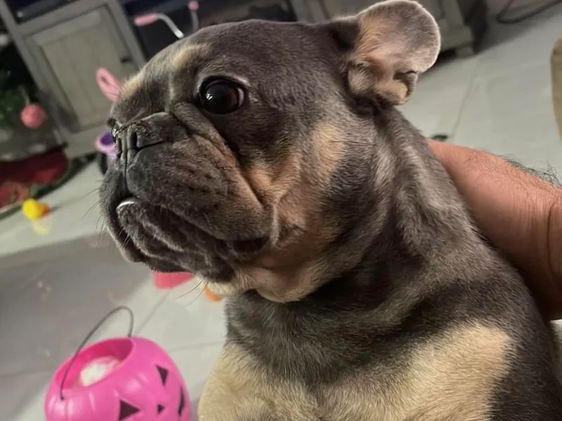 frenchie4family_ photo 1