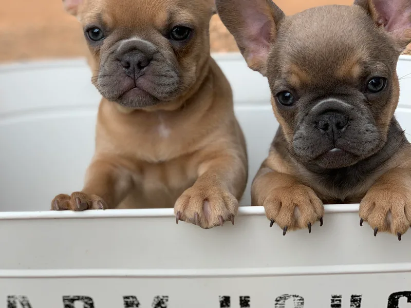 Frenchiebred photo 1