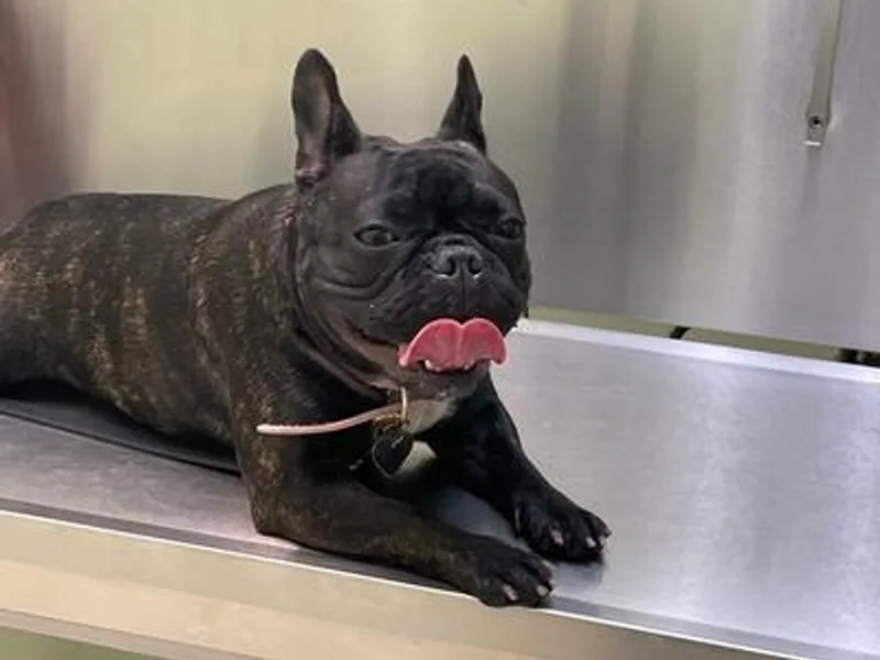 Frenchielove photo 1
