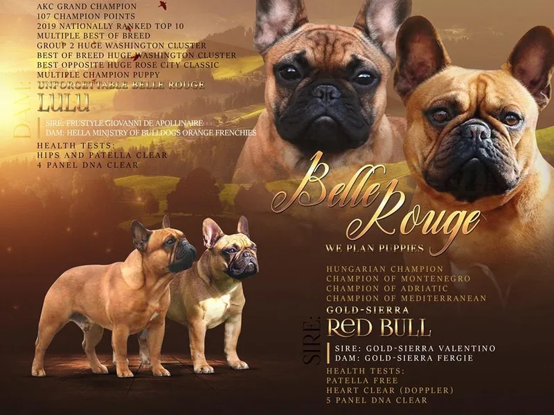 Frenchies &amp; Labs