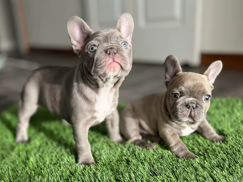 Frenchies By Willows Pride
