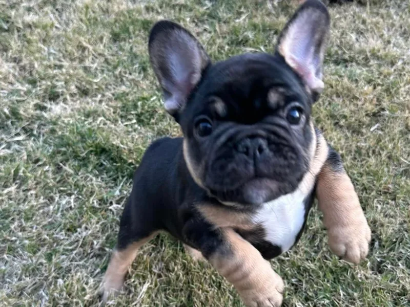 Frenchies DFW photo 1