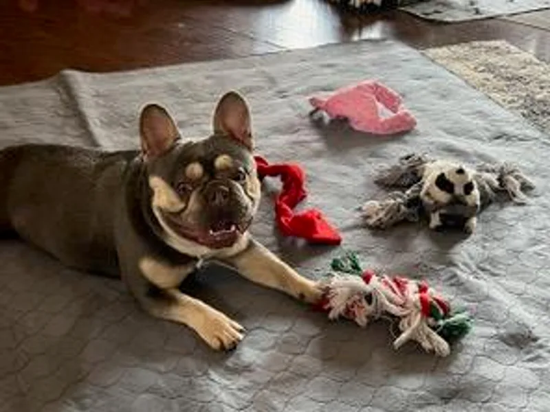 Frenchies on 260
