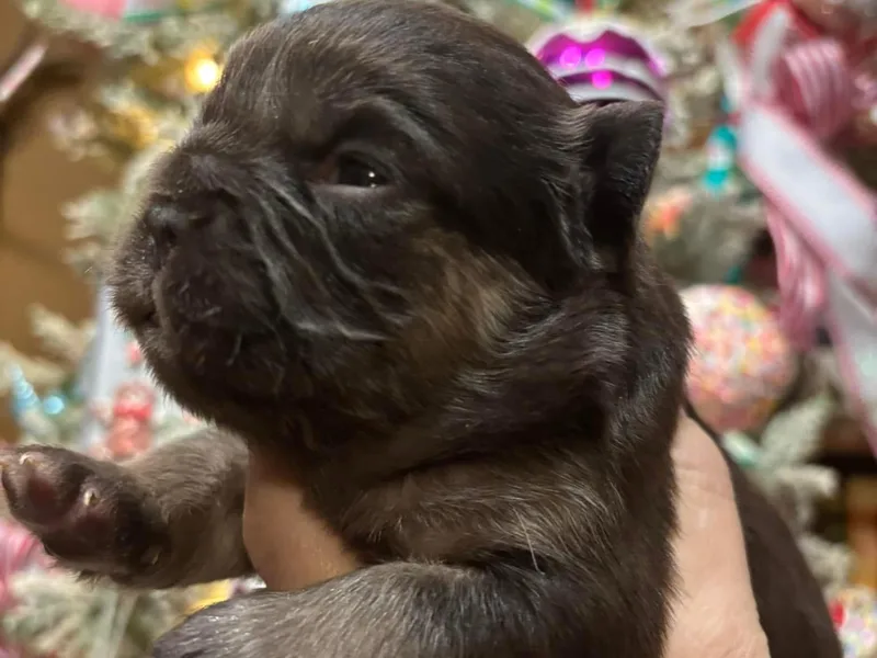 Frenchies Vom Reiches Tal