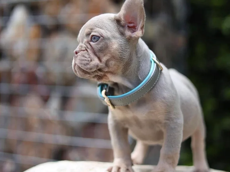 Frenchiesnest photo 1