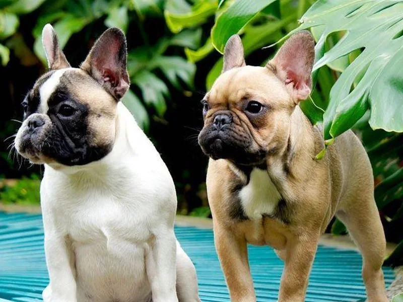 FrenchiesPupMiami