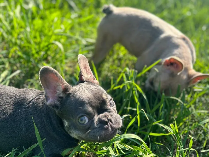 FrenchKiss Frenchies