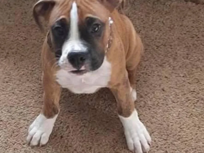 Frenchkisses Breeding by Brandy