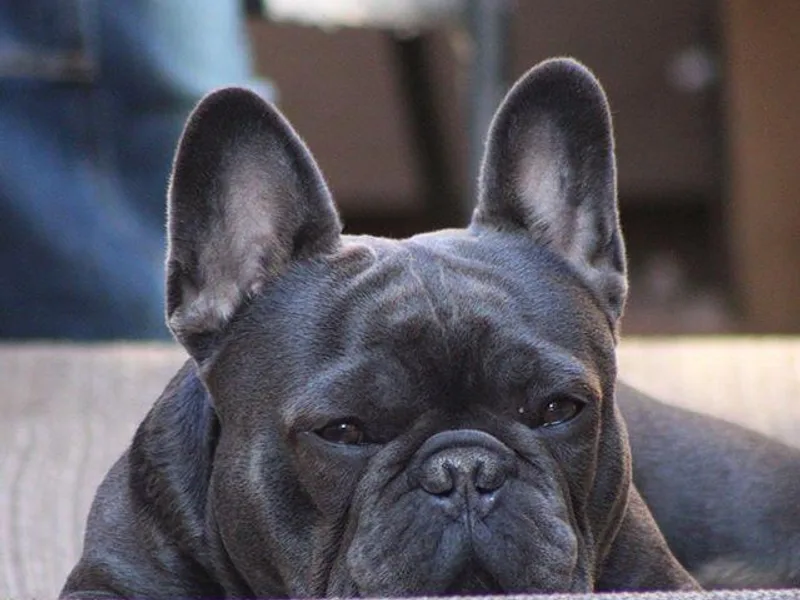 Frenchkissmebullies
