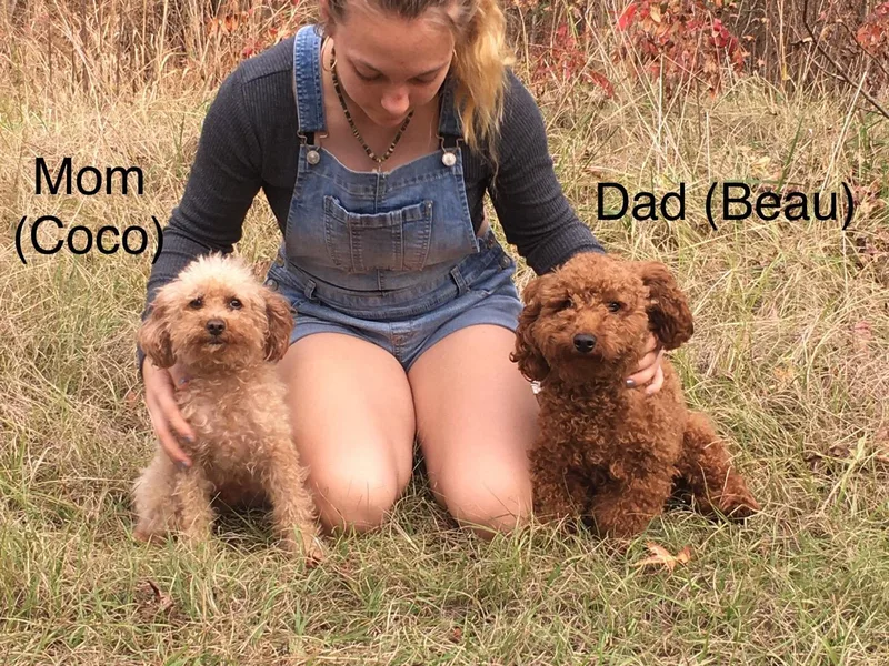 Freshwater Coast Poodles