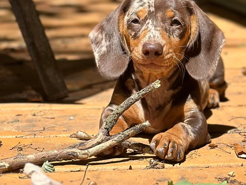 Freyja’s Legacy Dachshunds