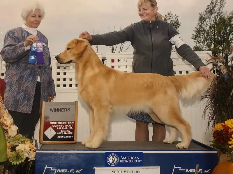 Friday Golden Retrievers