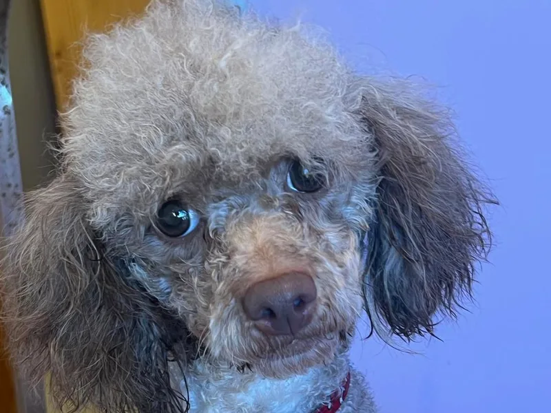 Friddles Countryside