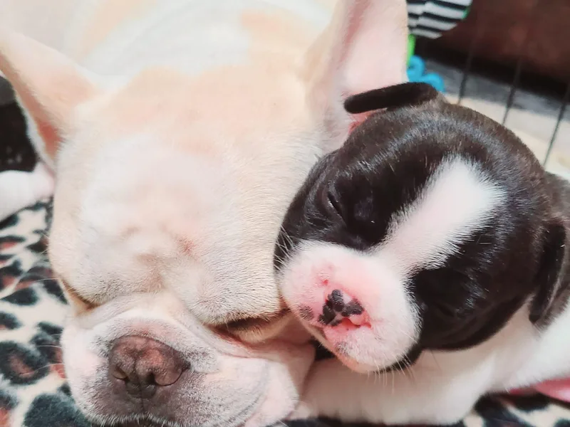 Friendly Acres French Bulldogs