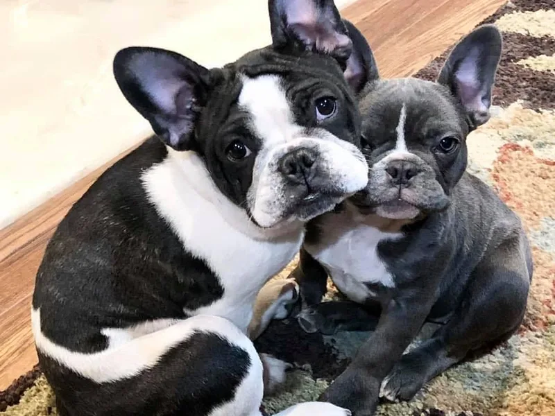 Friendly Frenchies