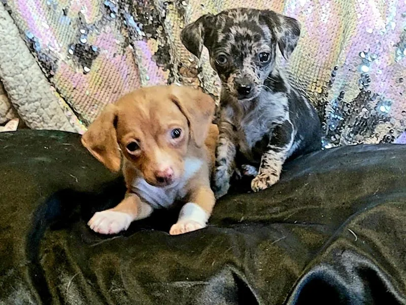 Friendly Furbaby Fanatics