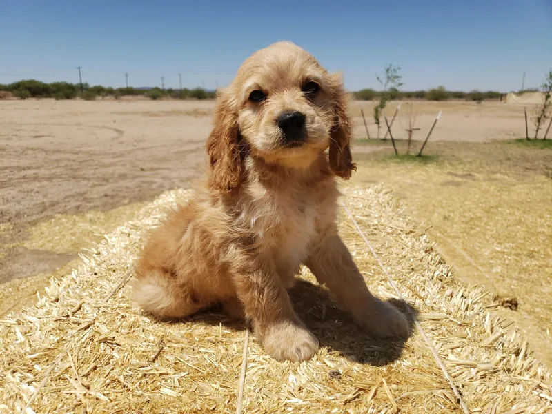 Friends Fur Life Kennels