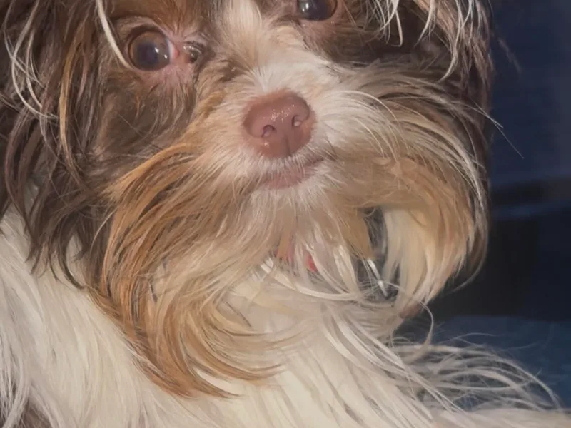 Friends4everkennel LLC