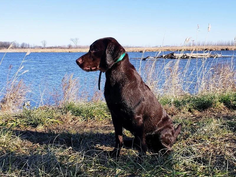 Fritz Pointing Labs photo 1