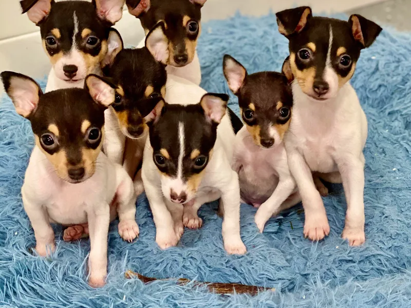 FritzFox Toy Fox Terriers